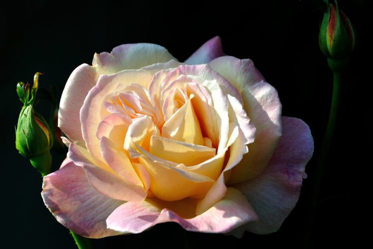 Blog Post Photo, Blooming Peace Rose